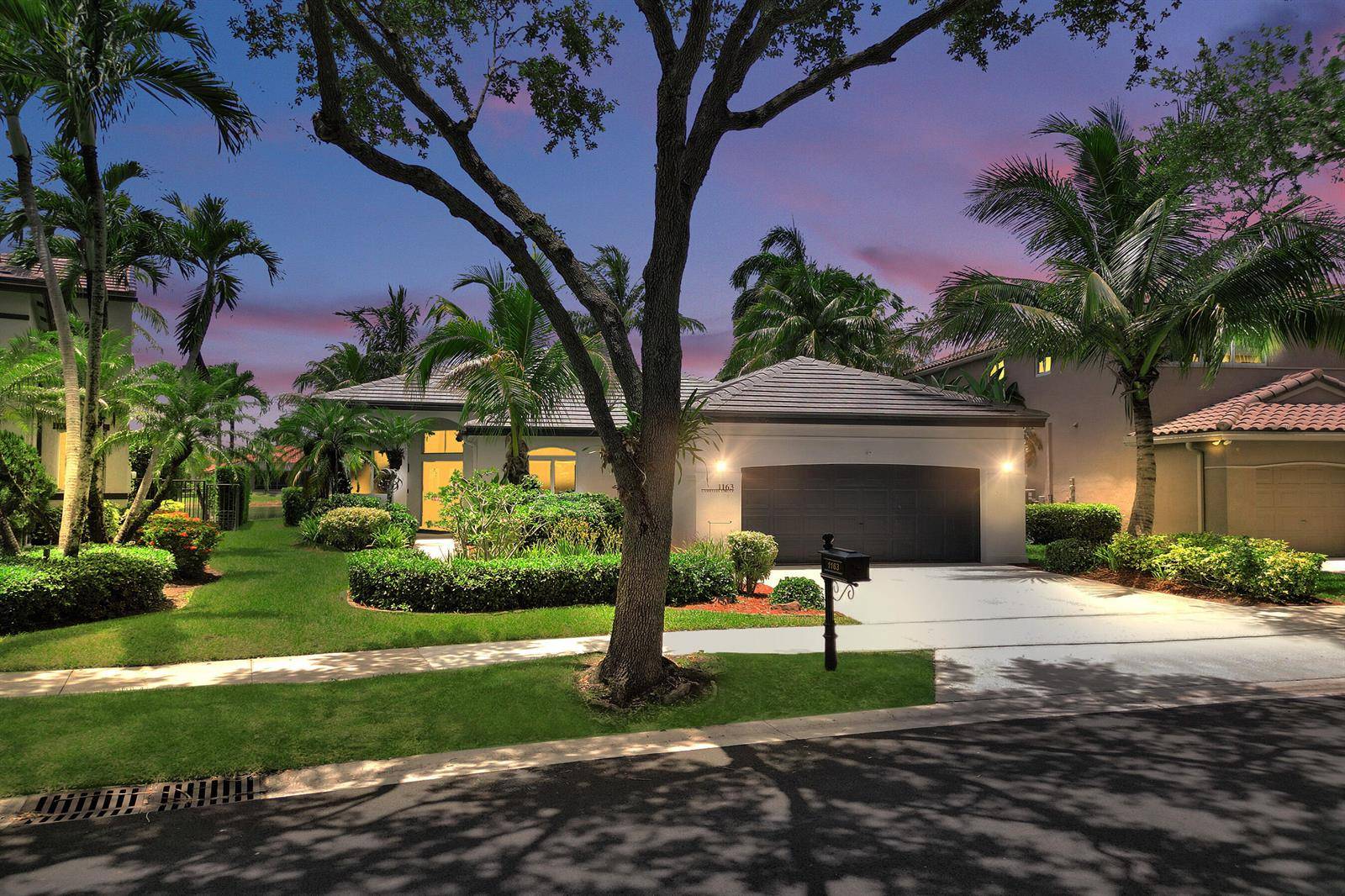 1163 CamelliaWeston - picture